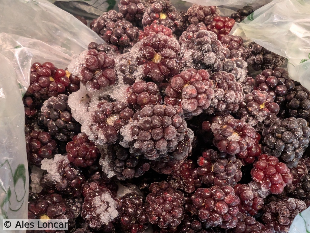 Straight from our backyard to the freezer. These frosty, homegrown blackberries are about to become the star of today's dessert